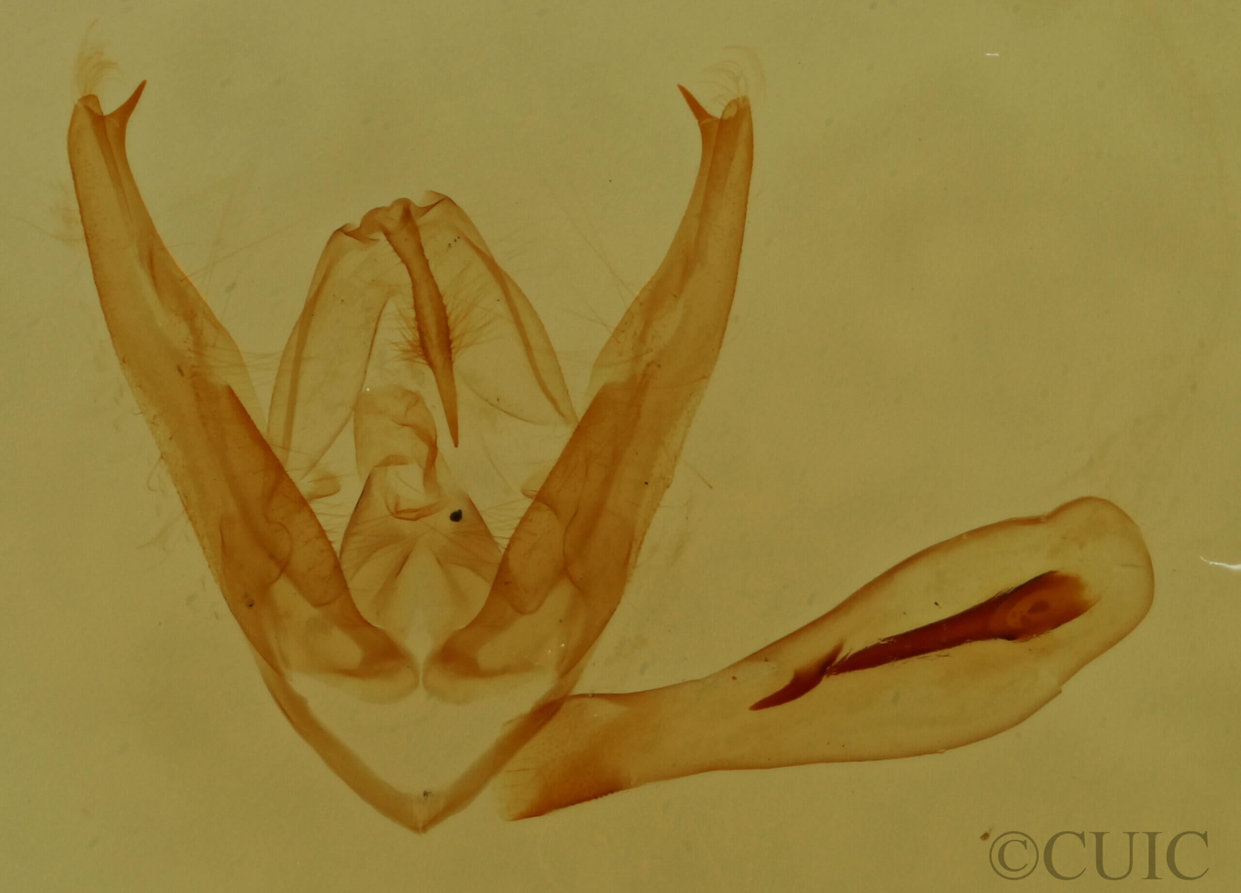 genitalia view of adult Pangrapta sp.