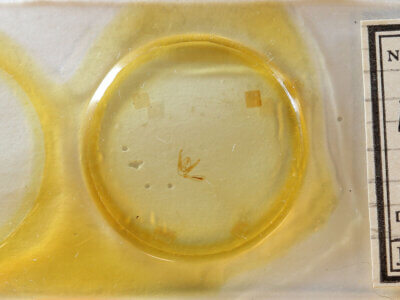 slide view of adult Pangrapta sp.