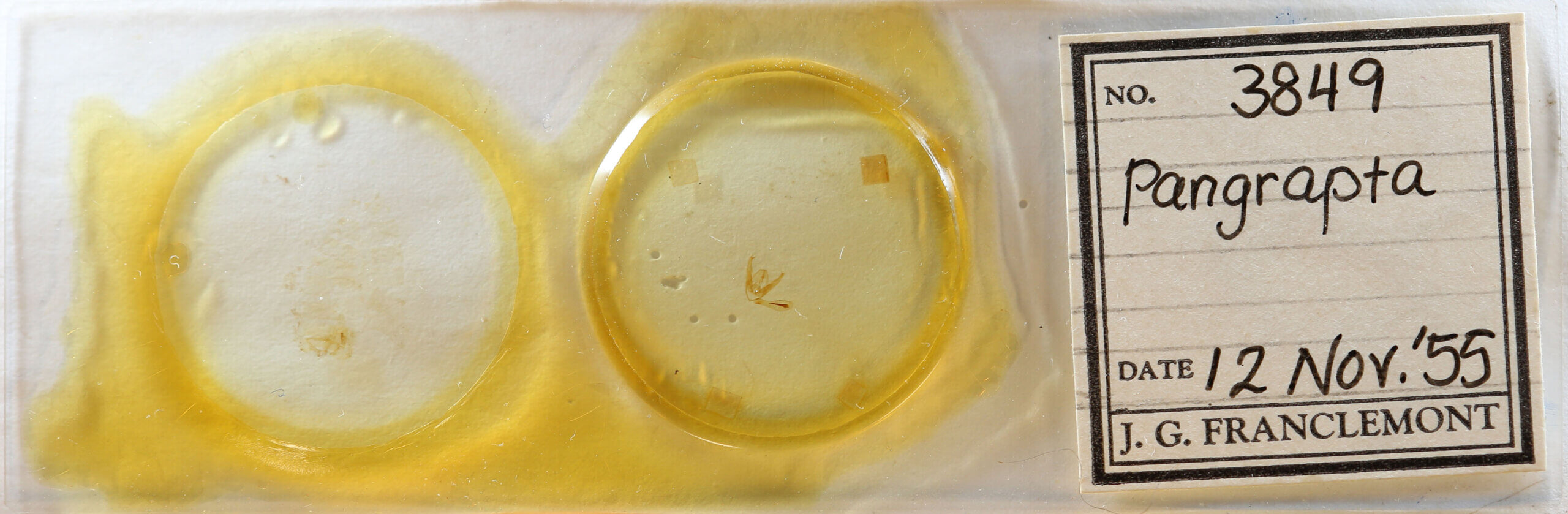 slide view of adult Pangrapta sp.