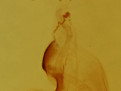 genitalia view of adult Pangrapta sp.