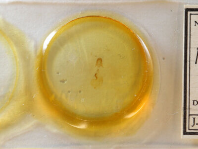 genitalia view of adult Pangrapta sp.