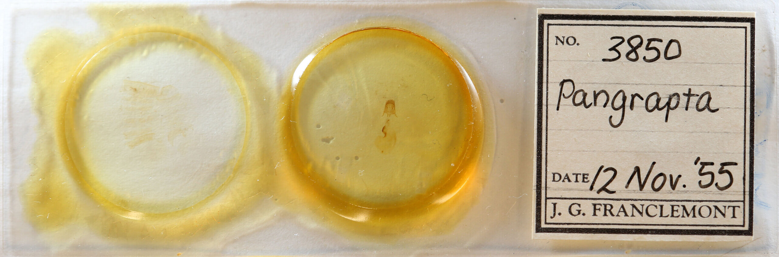 genitalia view of adult Pangrapta sp.