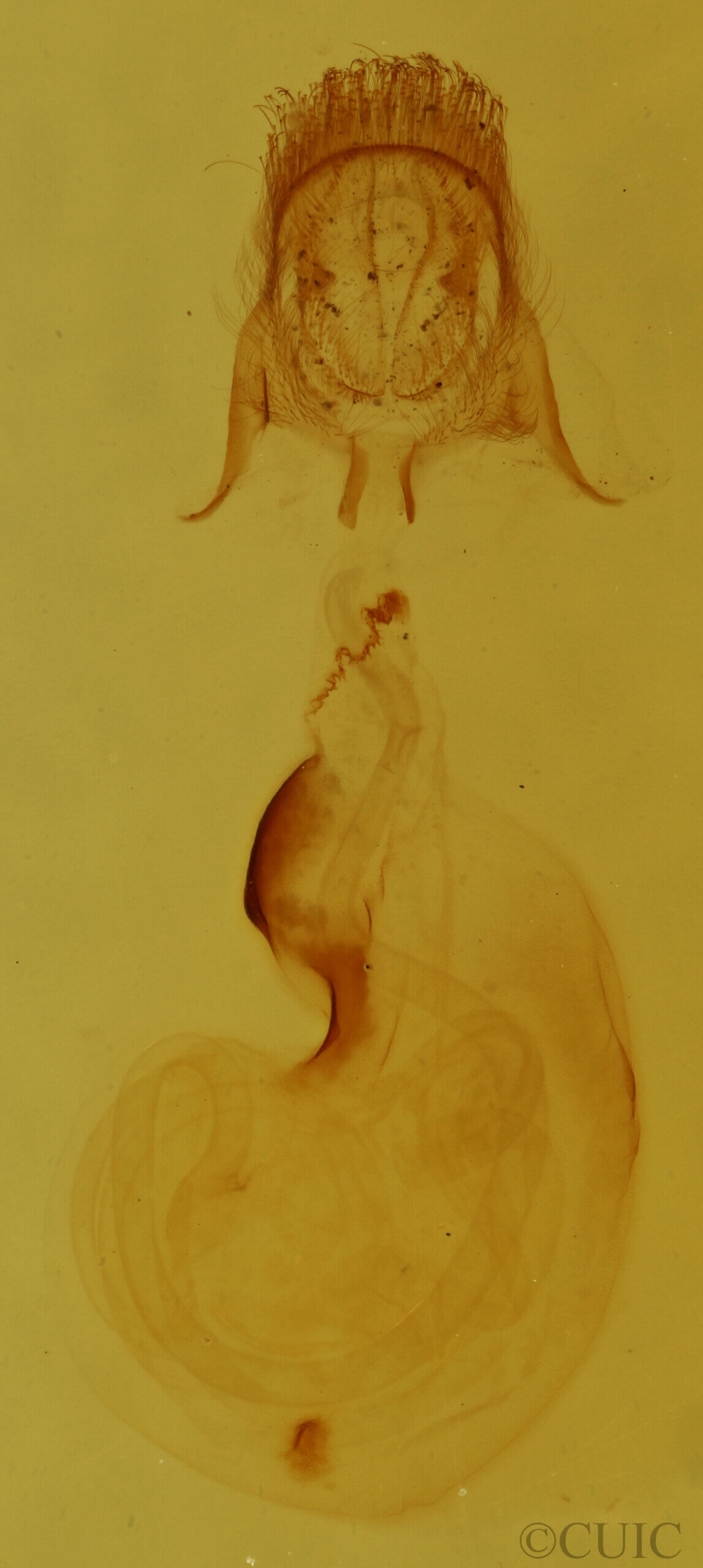 genitalia view of adult Pangrapta sp.