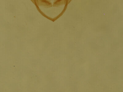 genitalia view of adult Pangrapta sp.