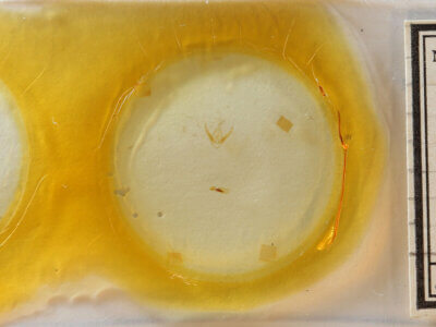 slide view of adult Pangrapta sp.