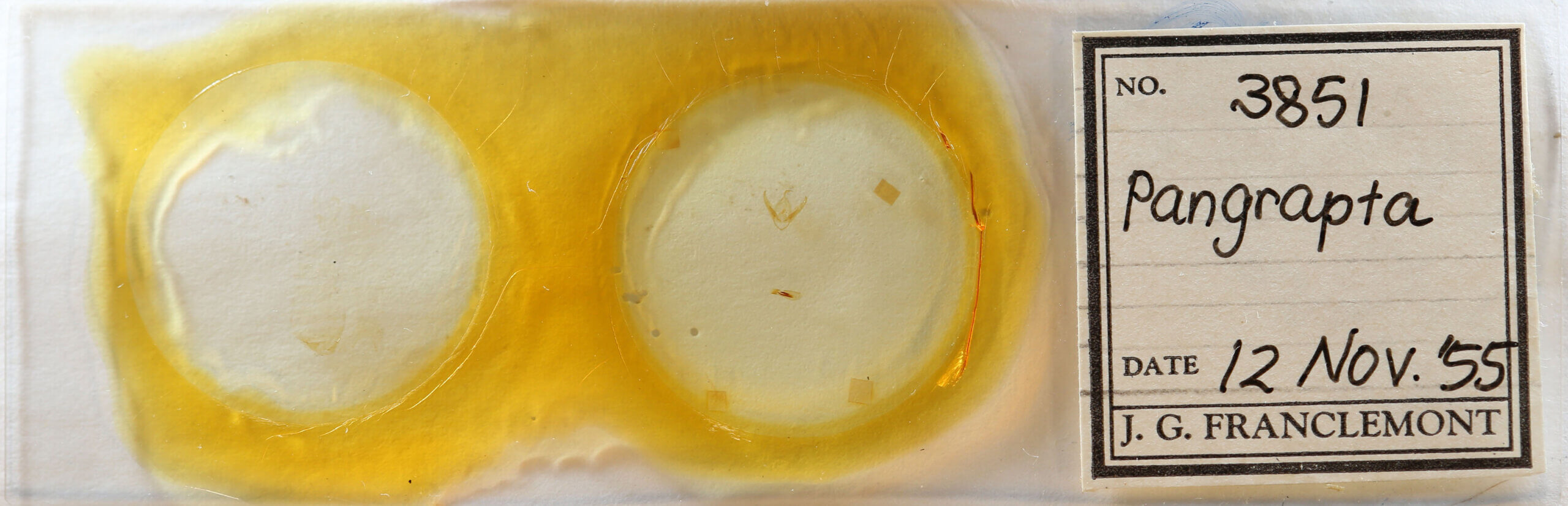 slide view of adult Pangrapta sp.