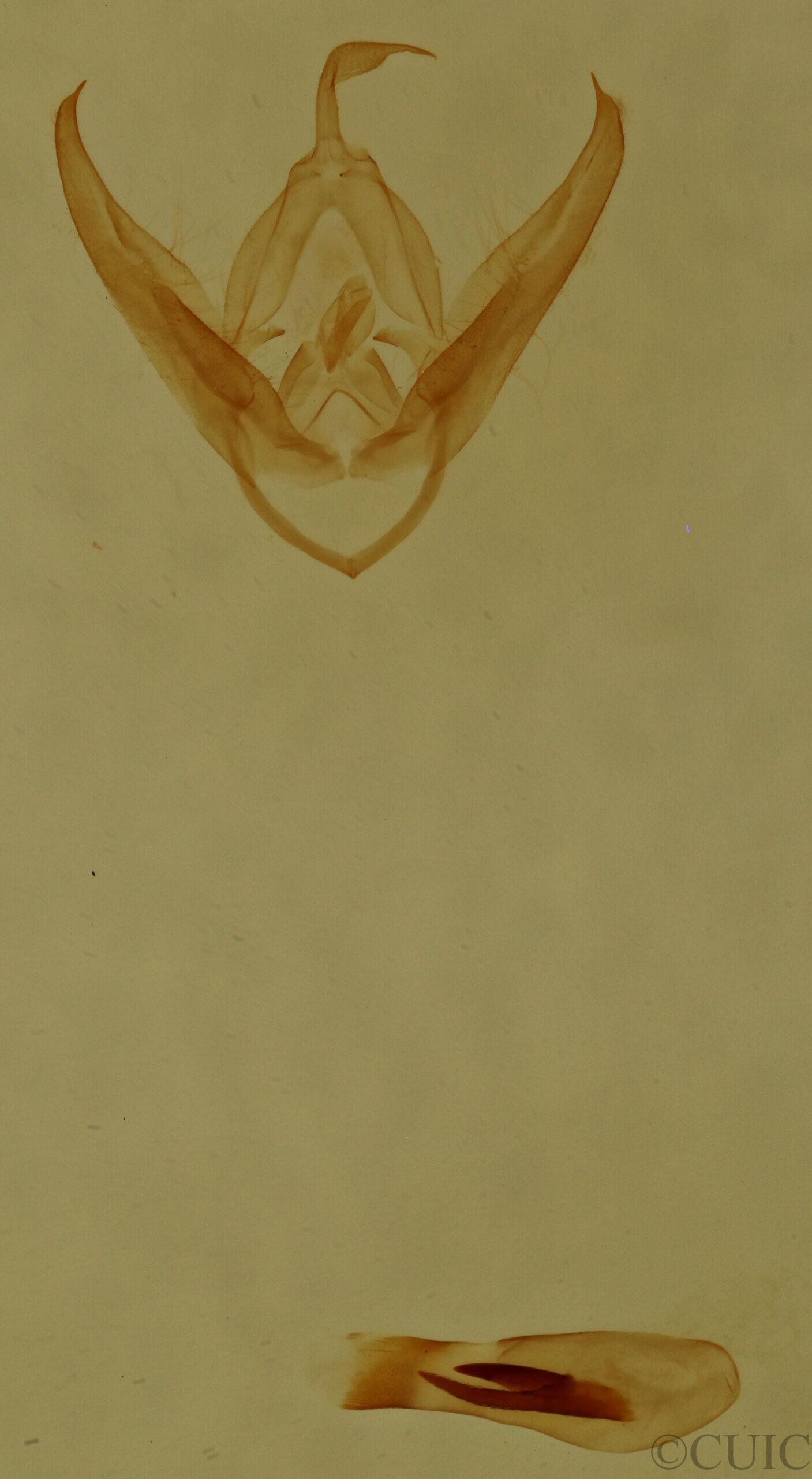 genitalia view of adult Pangrapta sp.