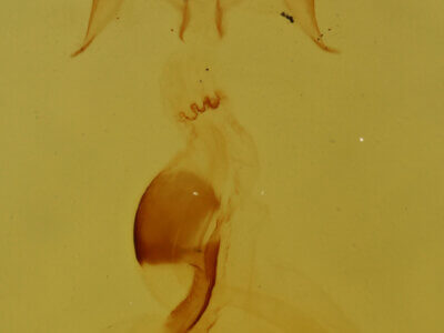 genitalia view of adult Pangrapta sp.