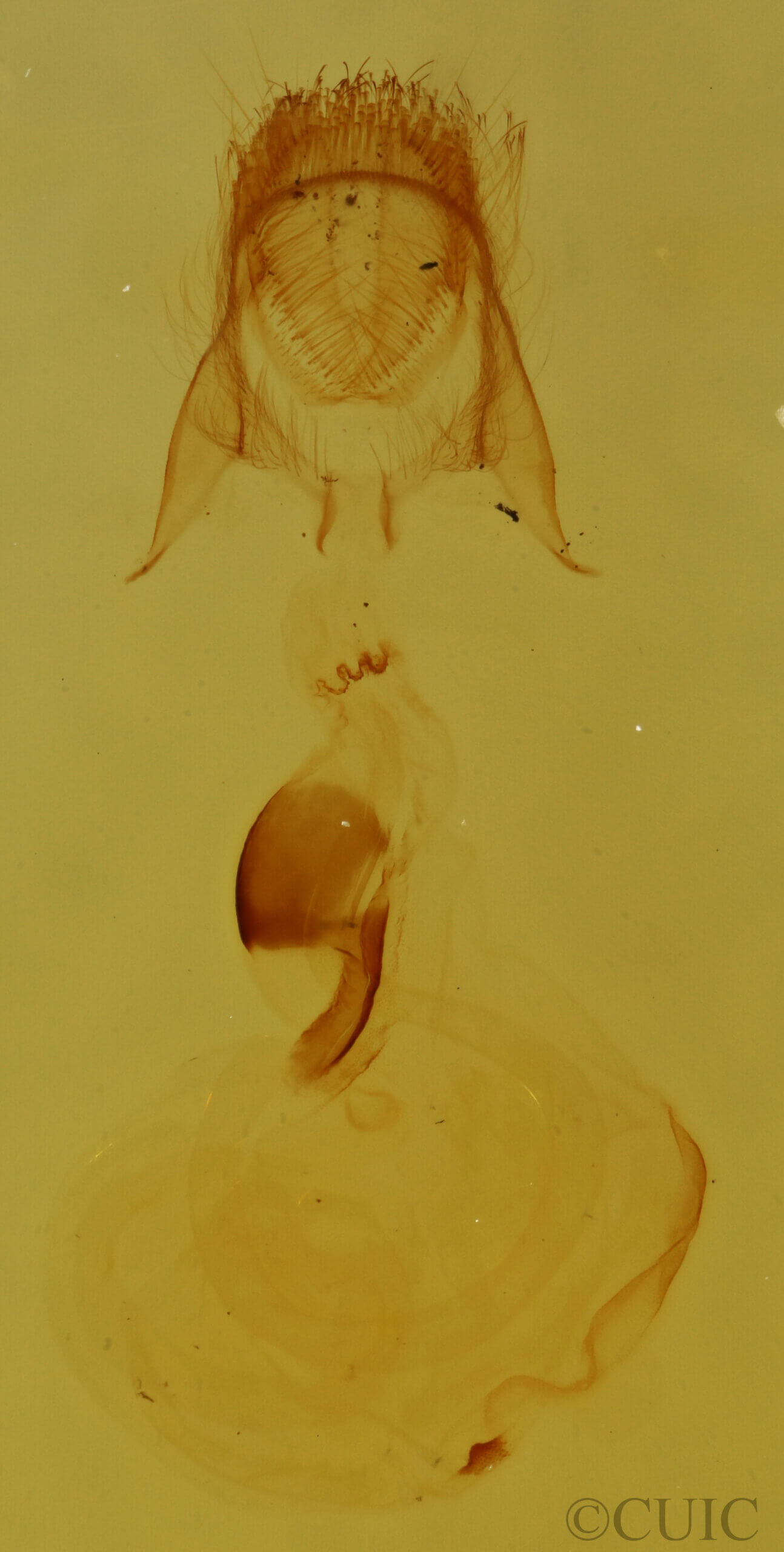 genitalia view of adult Pangrapta sp.