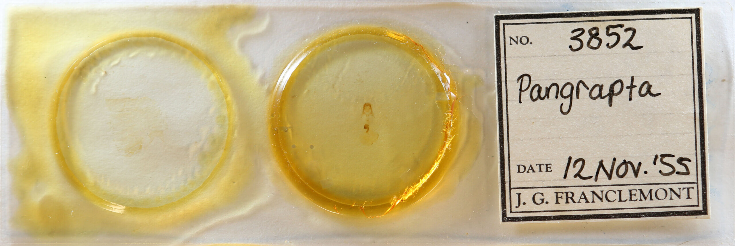 slide view of adult Pangrapta sp.