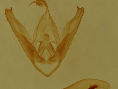 genitalia view of adult Pangrapta sp.