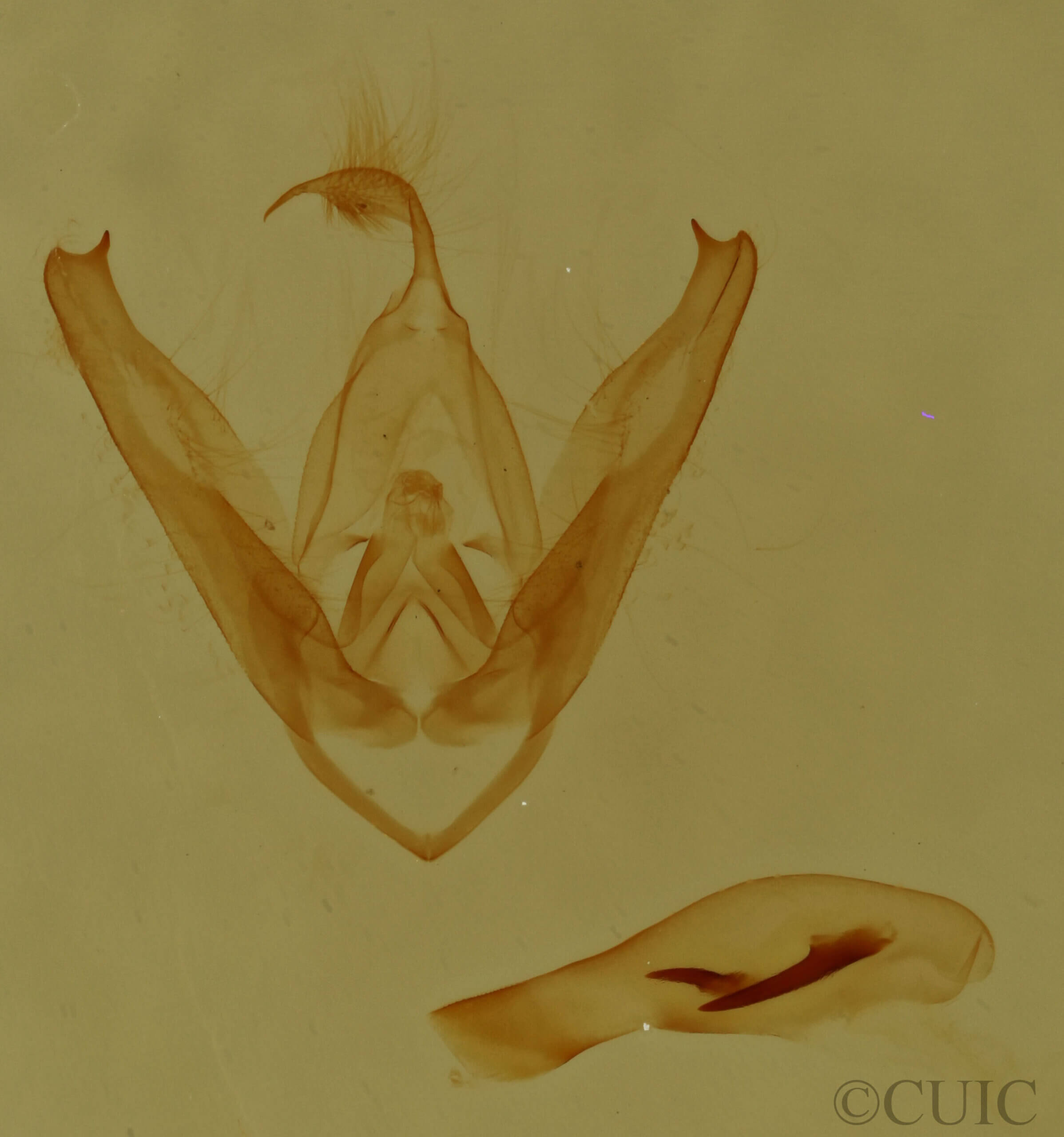 genitalia view of adult Pangrapta sp.