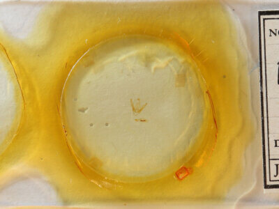 slide view of adult Pangrapta sp.