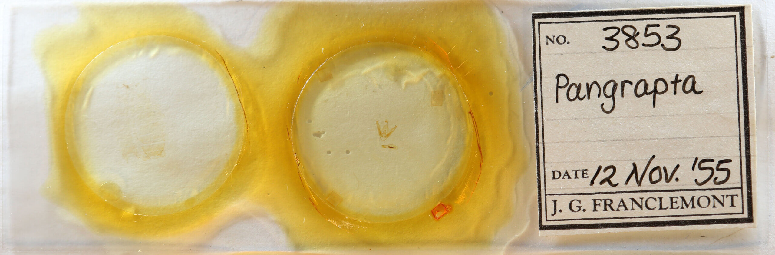 slide view of adult Pangrapta sp.