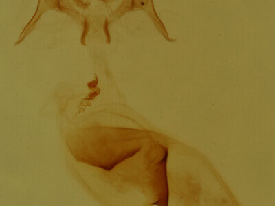 genitalia view of adult Pangrapta sp.