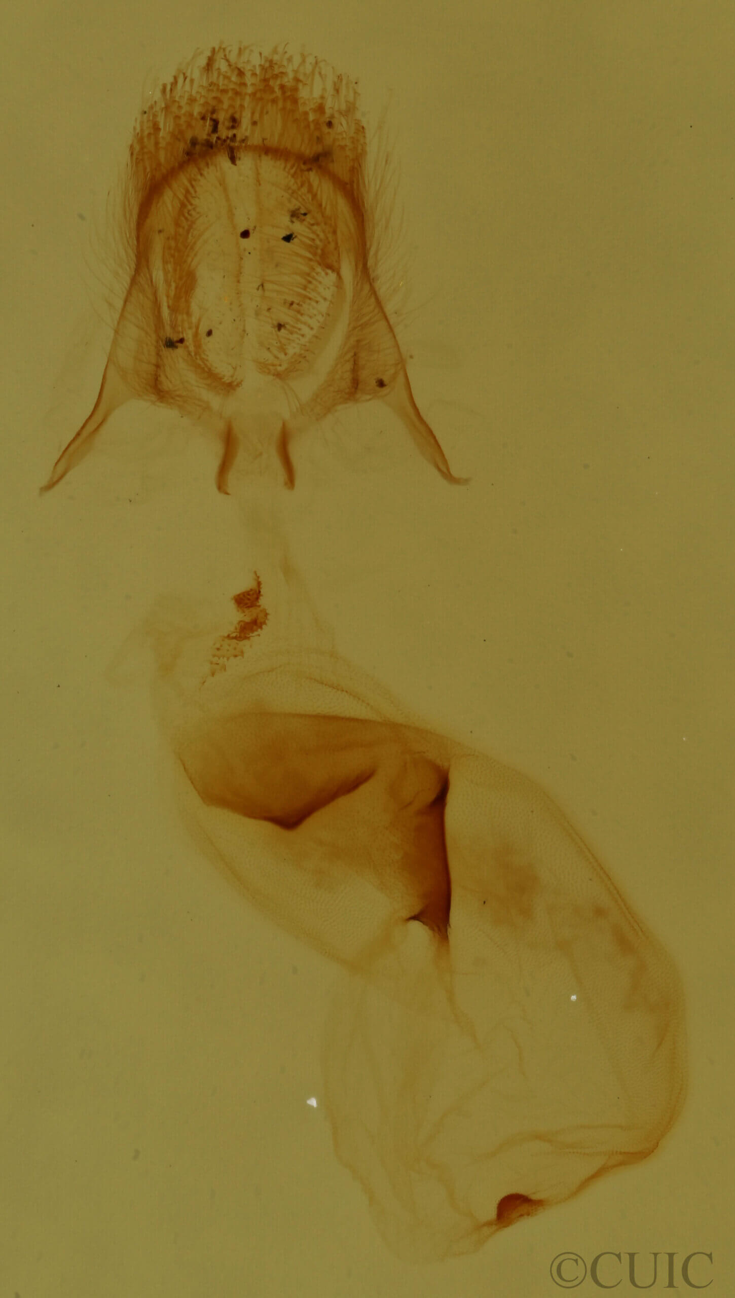 genitalia view of adult Pangrapta sp.