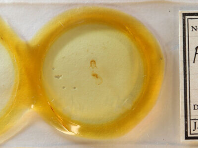 slide view of adult Pangrapta sp.