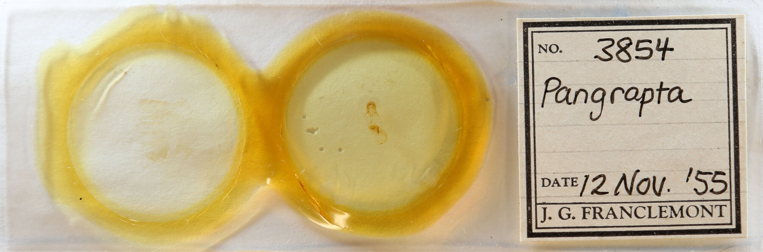 slide view of adult Pangrapta sp.