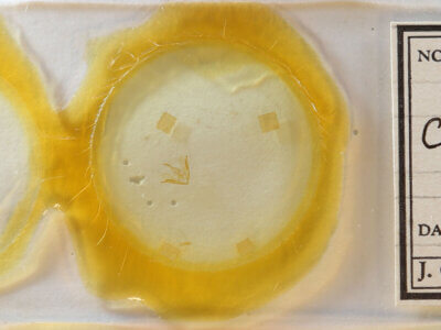 slide view of adult Crambidia sp.