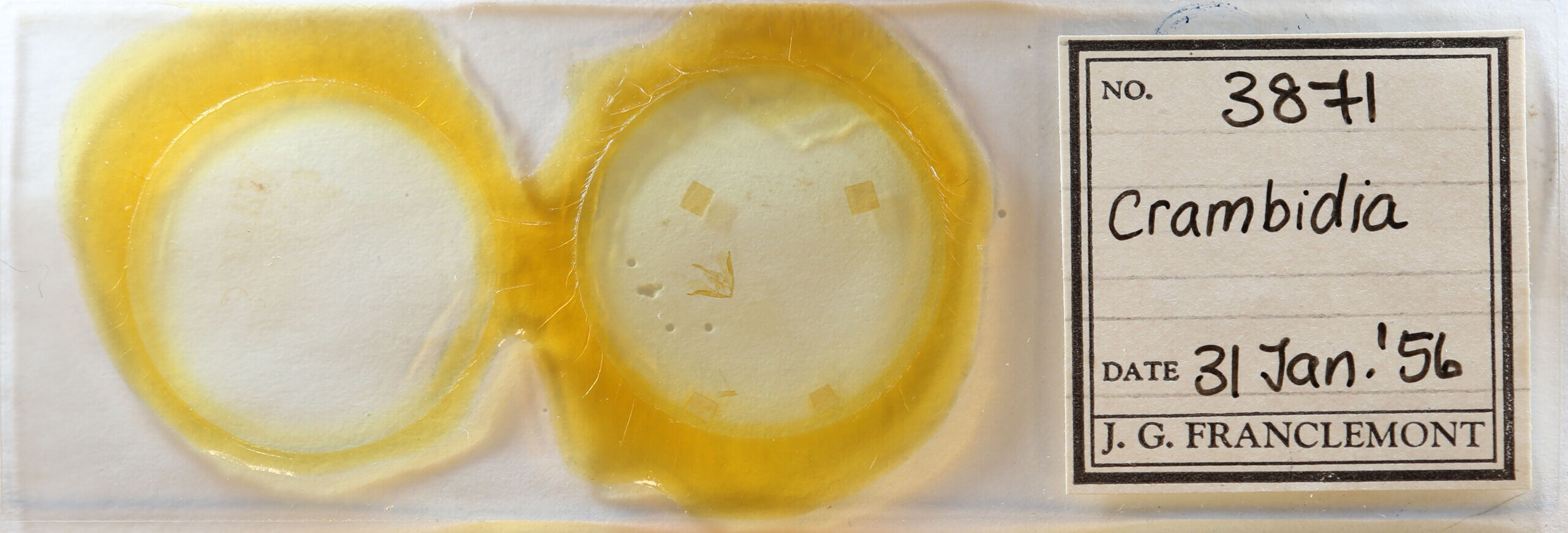 slide view of adult Crambidia sp.