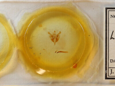 slide view of adult Lacinipolia sp.