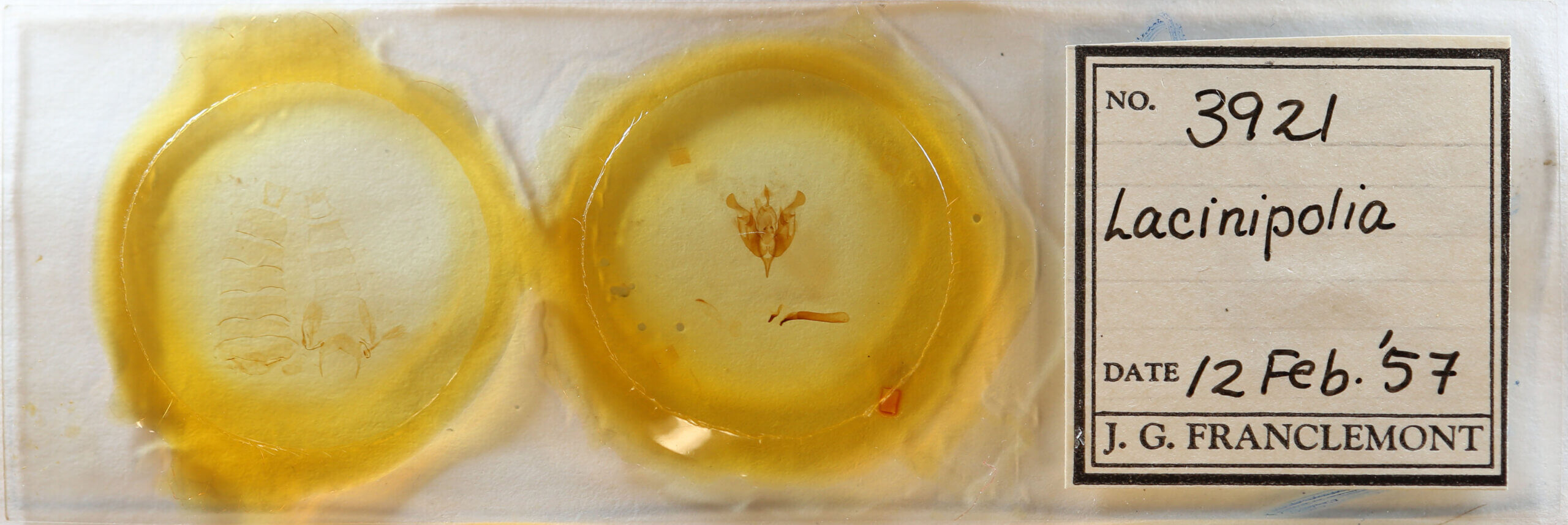 slide view of adult Lacinipolia sp.