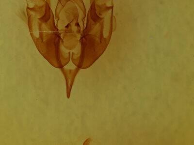 genitalia view of adult Lacinipolia sp.