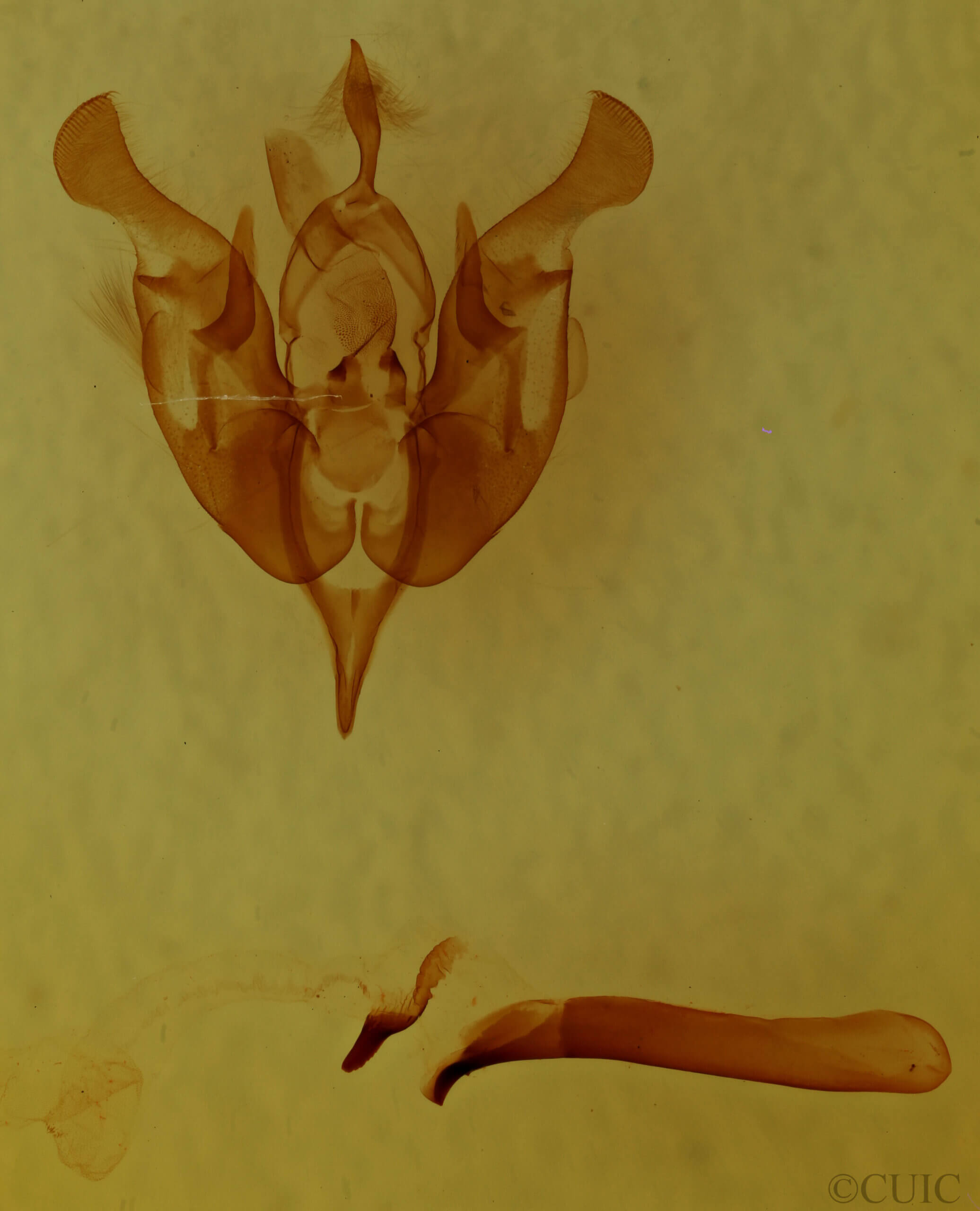 genitalia view of adult Lacinipolia sp.