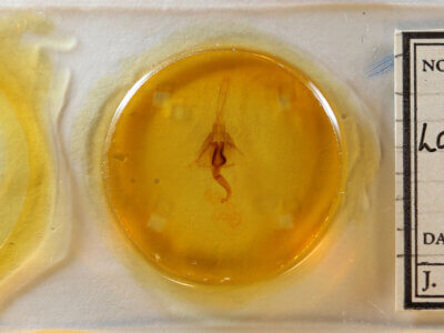 slide view of adult Lacinipolia sp.