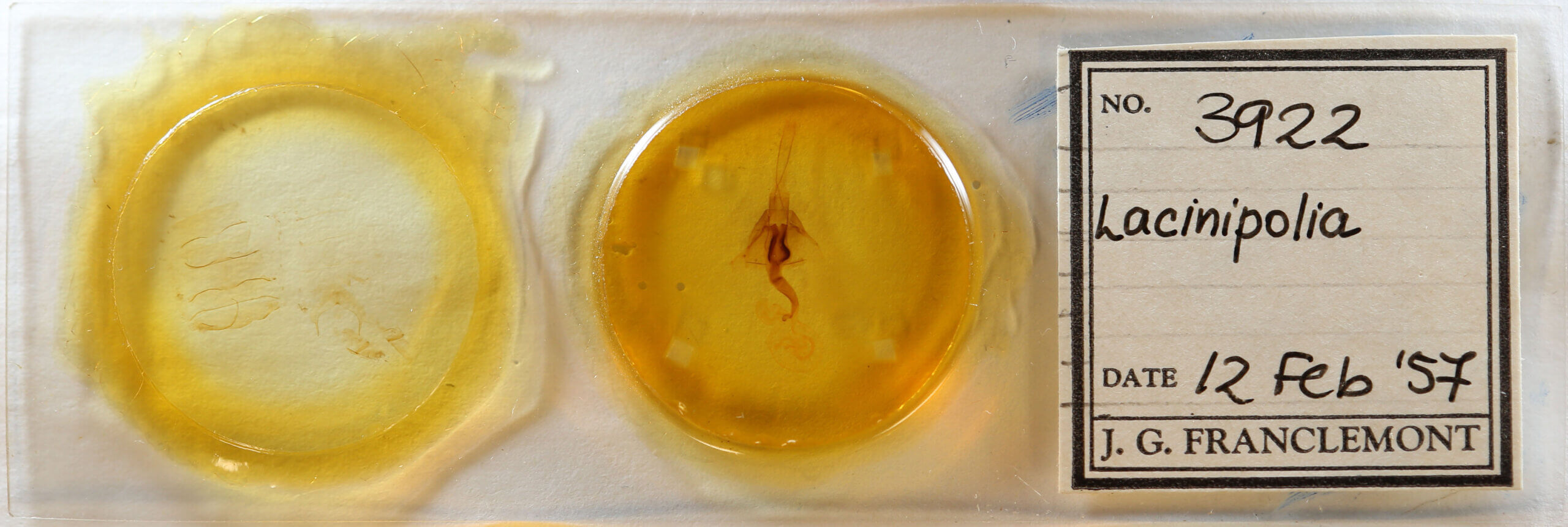 slide view of adult Lacinipolia sp.