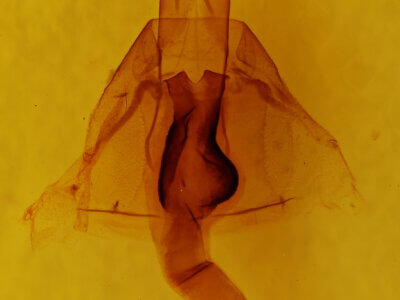 genitalia view of adult Lacinipolia sp.