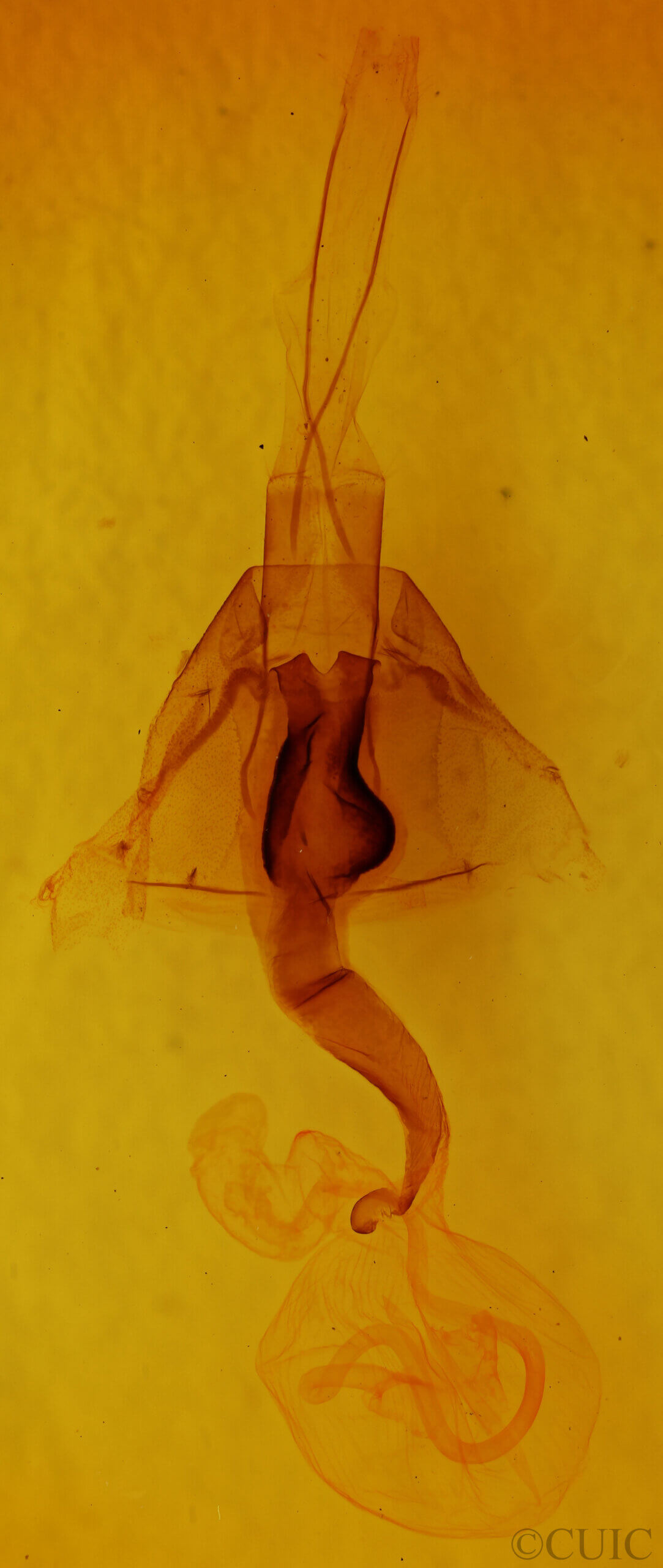 genitalia view of adult Lacinipolia sp.