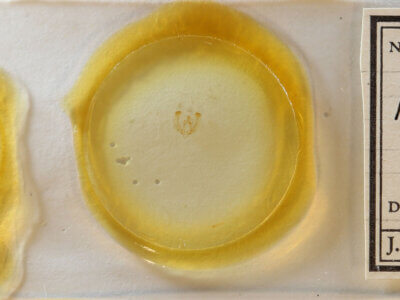 slide view of adult Nola sp.