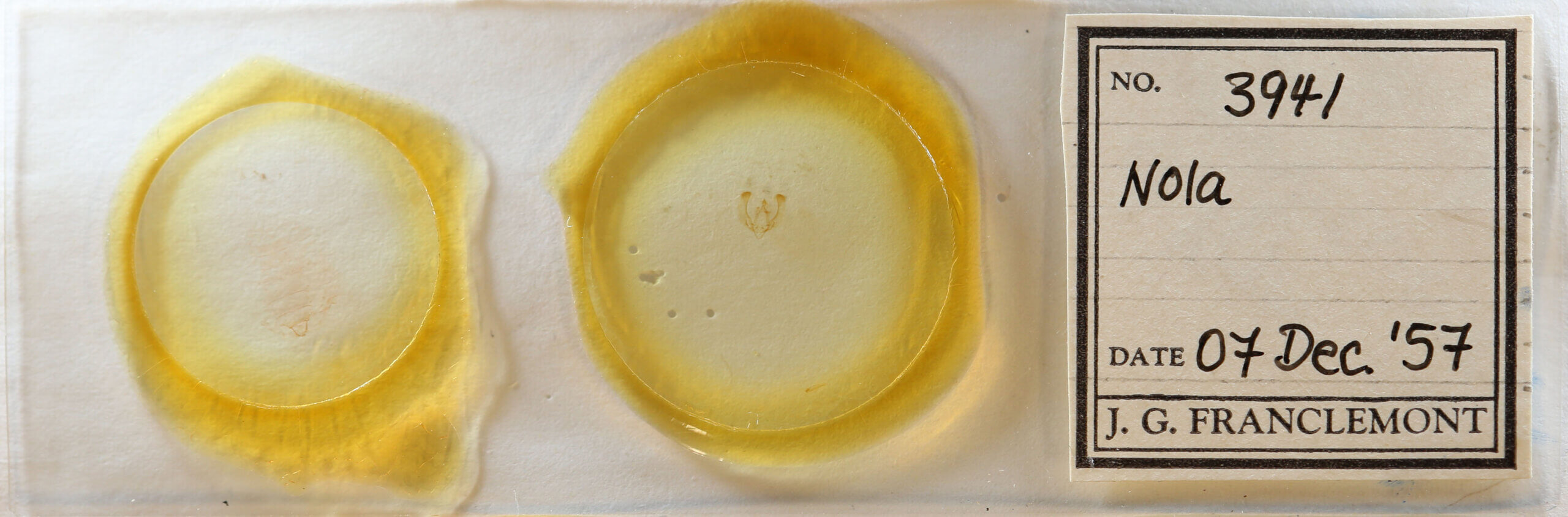 slide view of adult Nola sp.