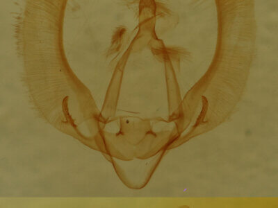 genitalia view of adult Nola sp.
