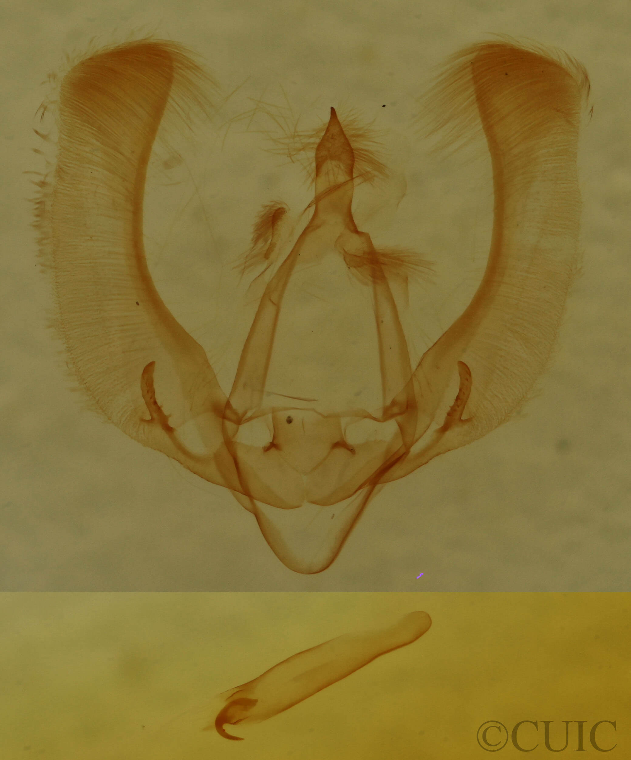 genitalia view of adult Nola sp.