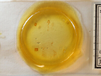 slide view of adult Nola sp.