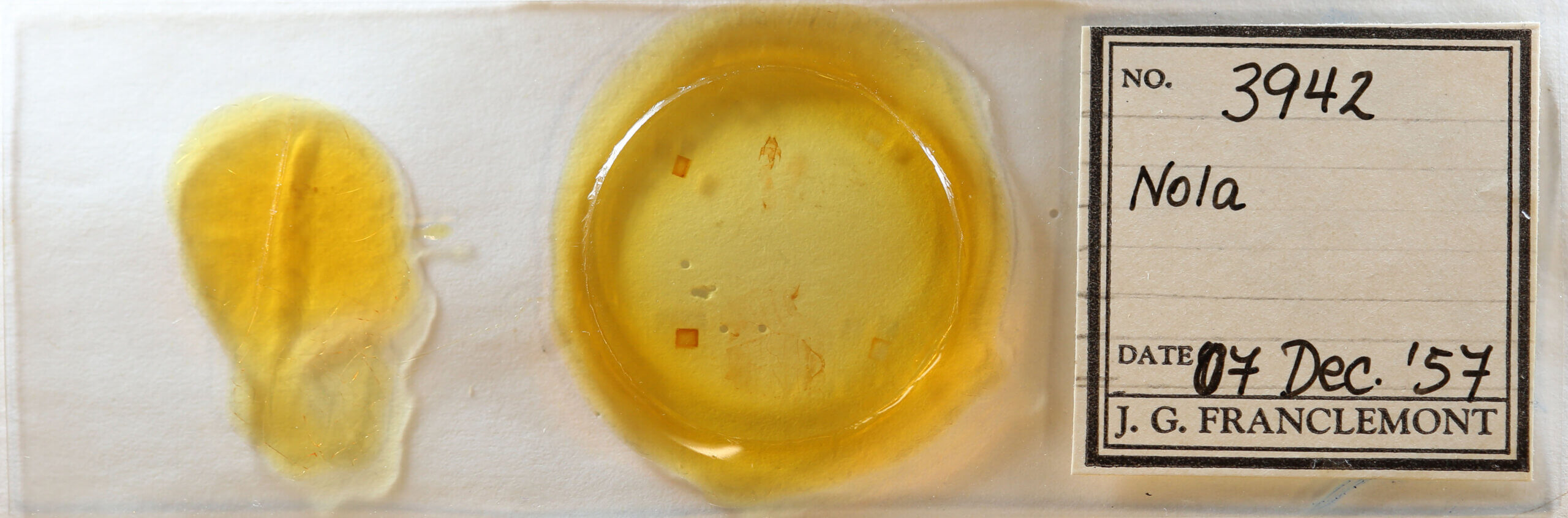 slide view of adult Nola sp.