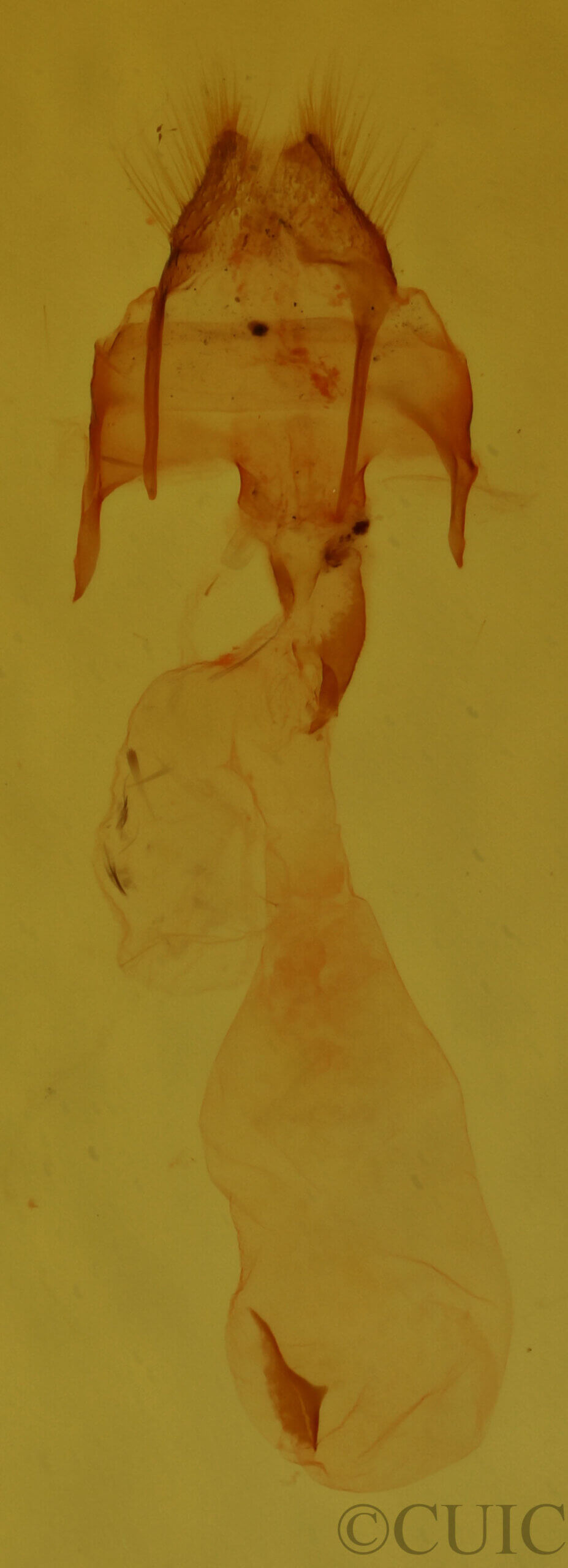 genitalia view of adult Nola sp.