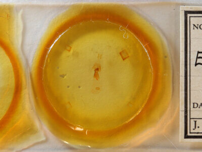 slide view of adult Euchlaena obtusaria?