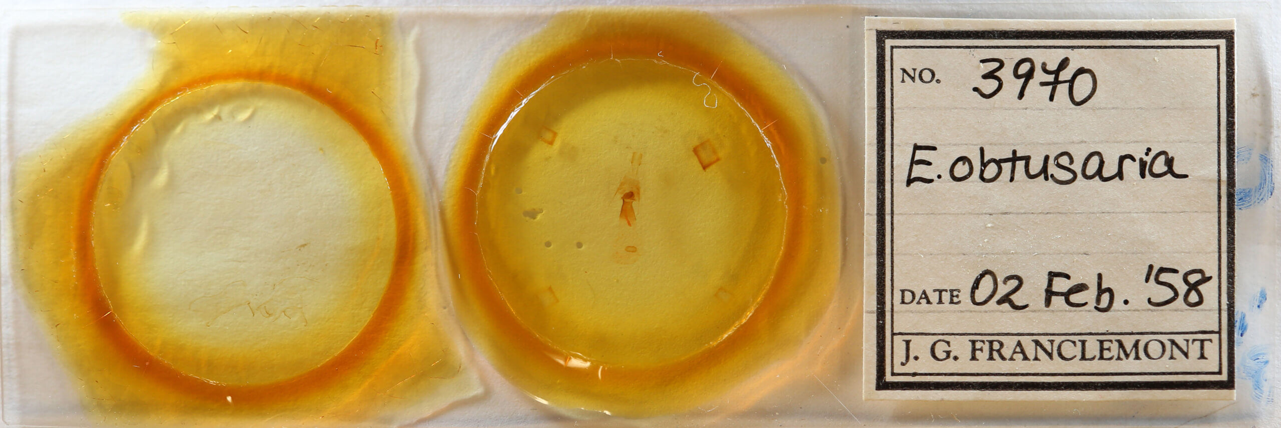 slide view of adult Euchlaena obtusaria?