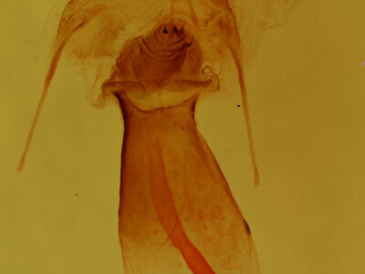 genitalia view of adult Euchlaena obtusaria?
