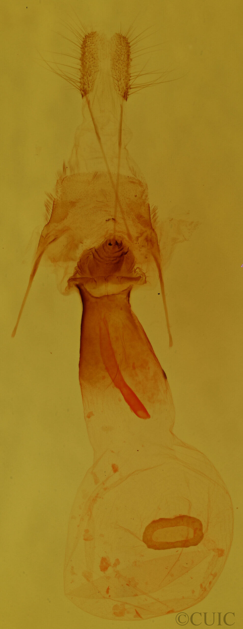 genitalia view of adult Euchlaena obtusaria?
