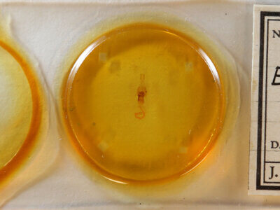 slide view of adult Euchlaena obtusaria?