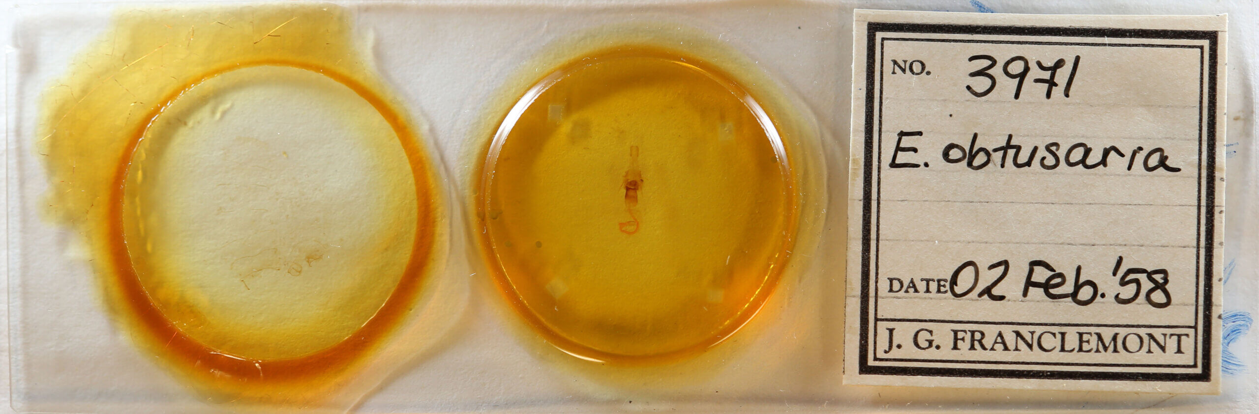 slide view of adult Euchlaena obtusaria?