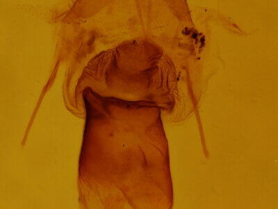 genitalia view of adult Euchlaena obtusaria?