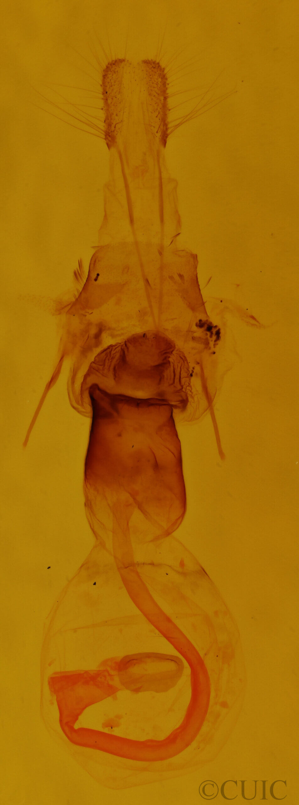 genitalia view of adult Euchlaena obtusaria?