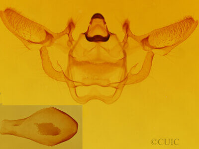 genitalia view of adult Xanthotype sospeta?