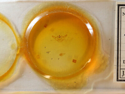 slide view of adult Xanthotype sospeta?