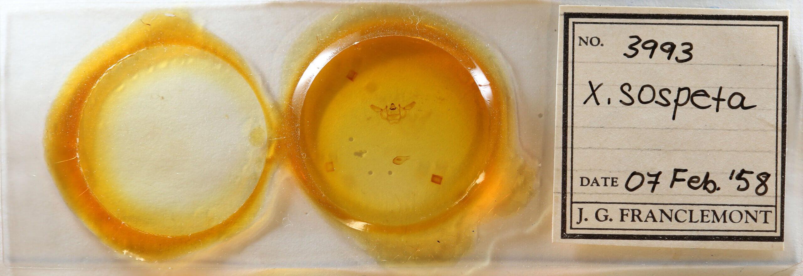 slide view of adult Xanthotype sospeta?